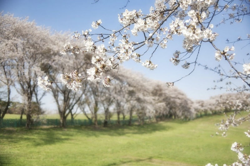 Le printemps - terrain